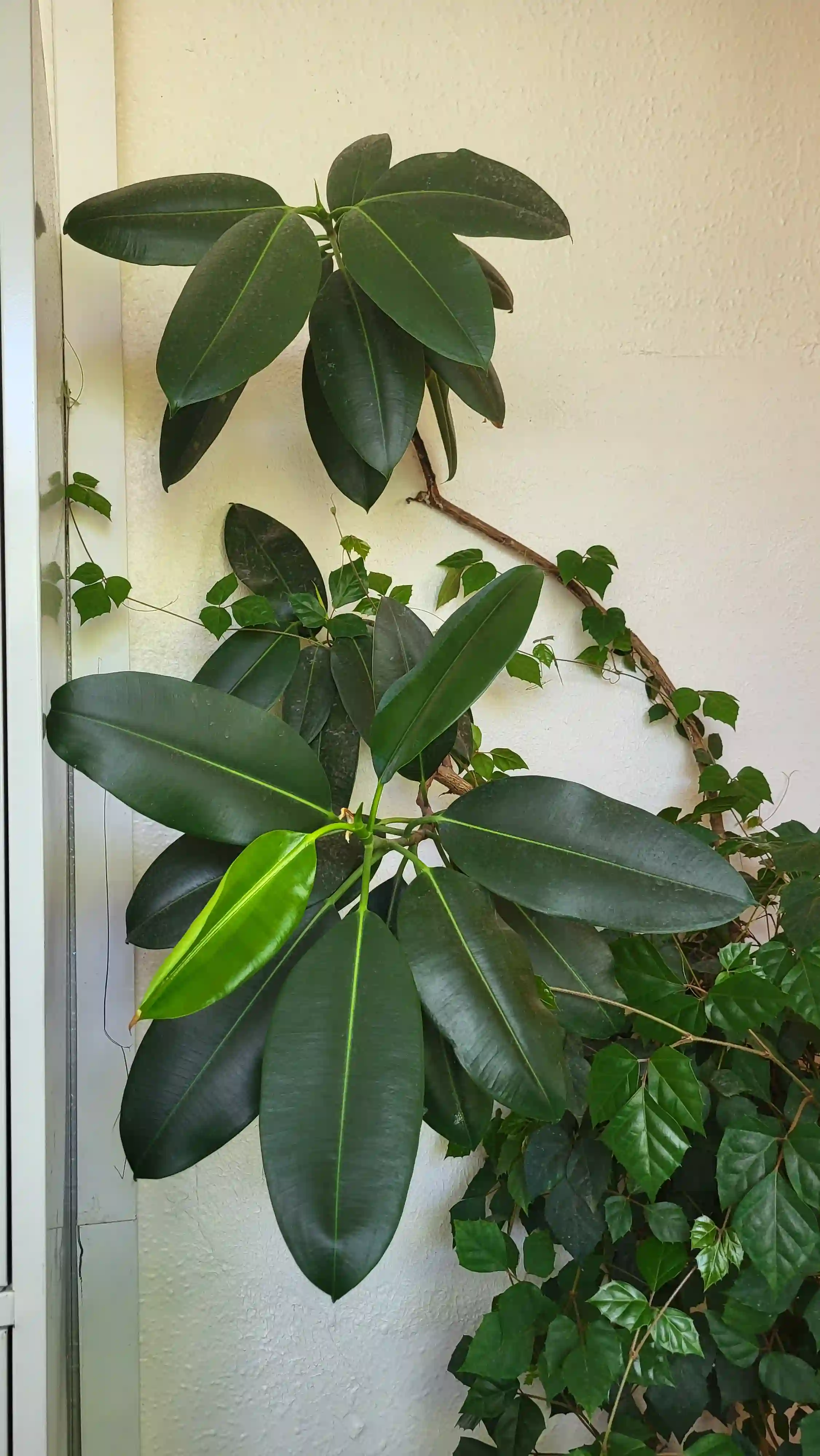 ficus_elastica